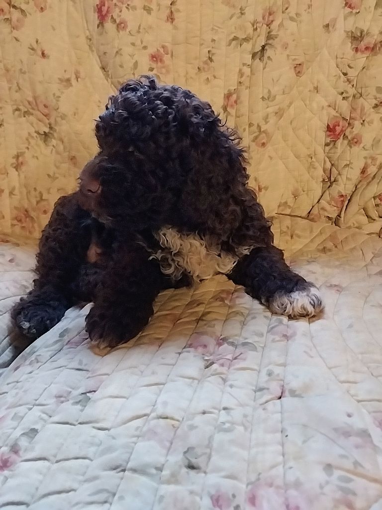 Ad Gloriam - Chiot disponible  - Lagotto Romagnolo