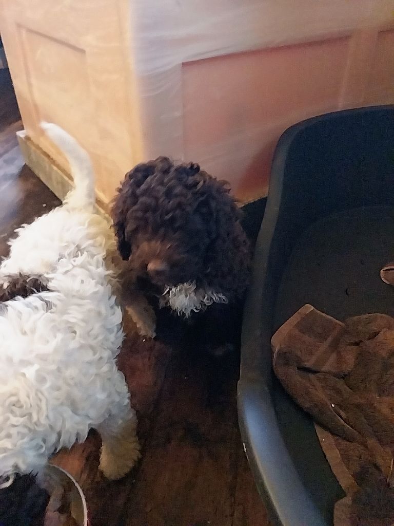 chiot Lagotto Romagnolo Ad Gloriam