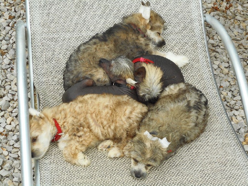 Chiot Chien chinois à crête Ad Gloriam